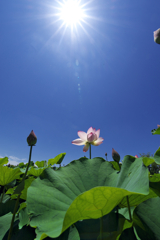 太陽に向って