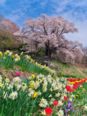 越代の桜