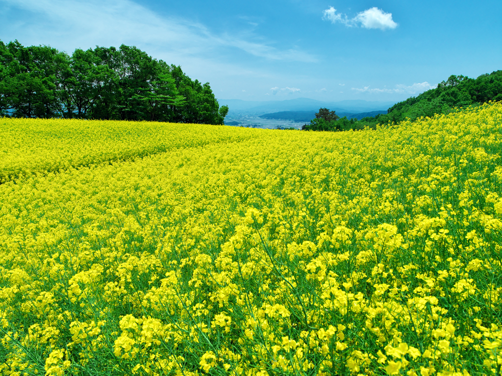菜の花畑