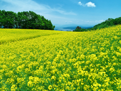菜の花畑
