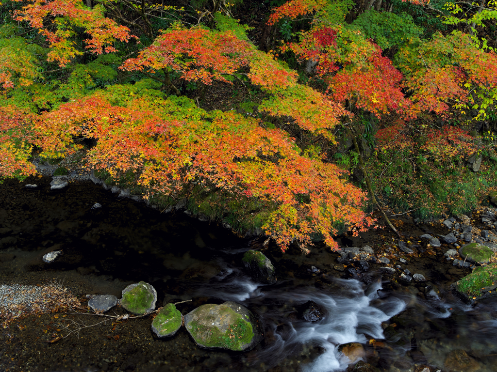 紅葉の渓流