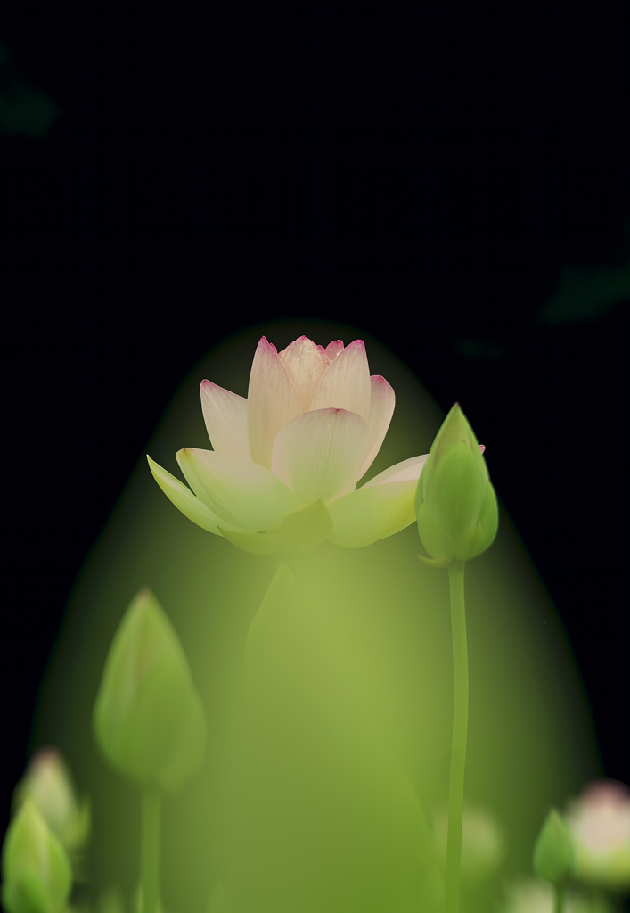 はす