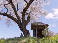 桜とお地蔵さん