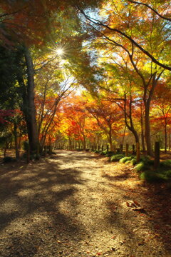 紅葉の散歩道