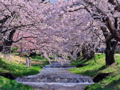 観音寺川の桜