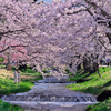 観音寺川の桜