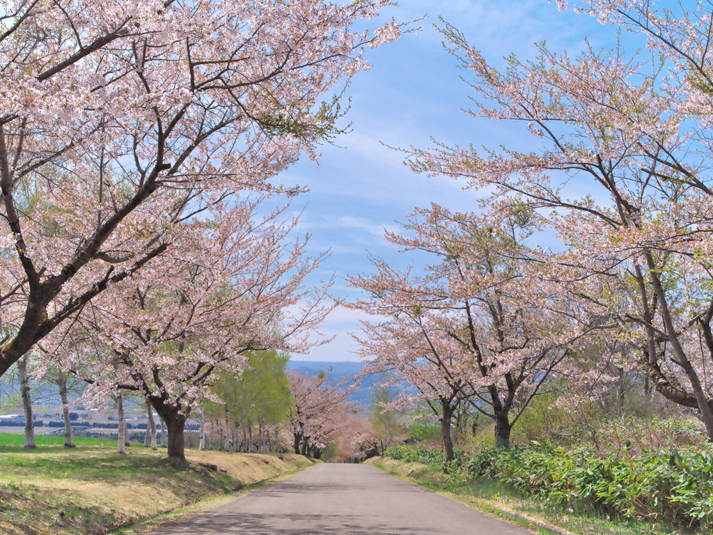 桜ロード