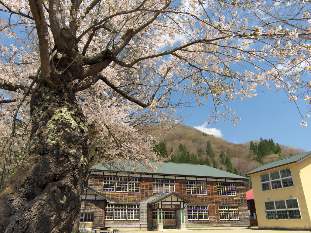 小学校の桜