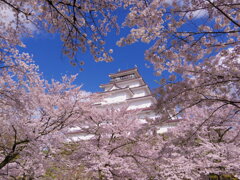 桜鶴ヶ城
