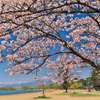 磐梯山と桜
