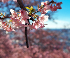 河津桜