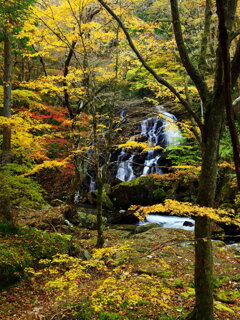 紅葉に滝