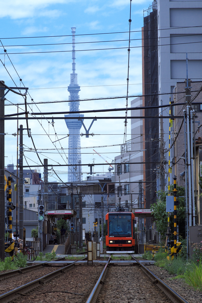 スカイツリーと荒川線