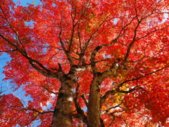 深紅に染まる