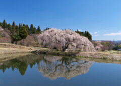 花園しだれ桜