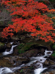 紅葉と渓流