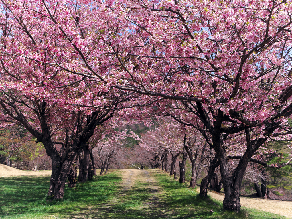 八重桜の道
