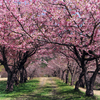 八重桜の道