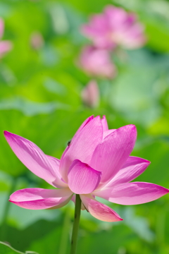 元気に咲く