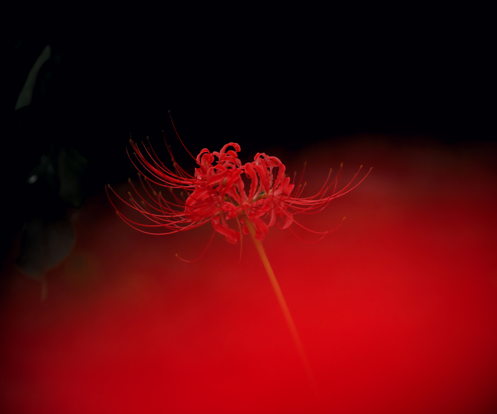 彼岸花