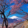河津桜と富士2