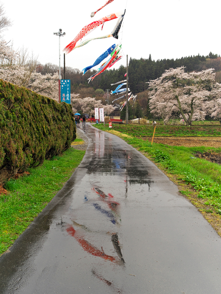 桜と鯉のぼり