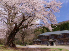 廃校と桜