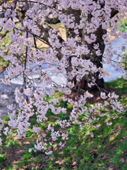 貫禄の桜