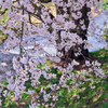 貫禄の桜