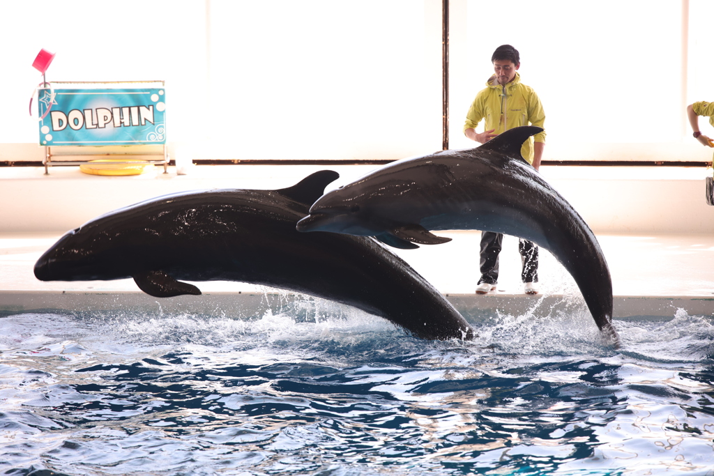 大洗水族館　イルカ・アシカショー