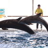 大洗水族館　イルカ・アシカショー