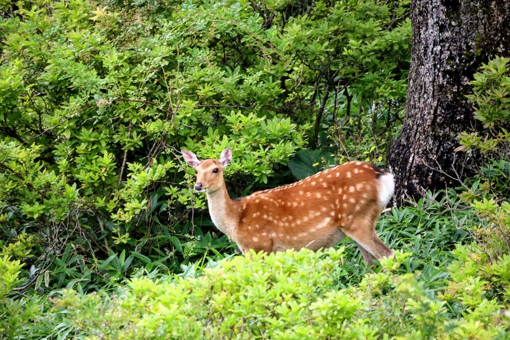 赤城山の鹿