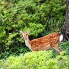 赤城山の鹿