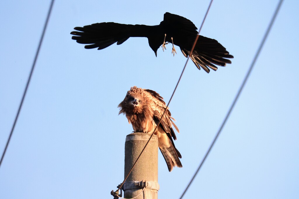 鳶とカラス