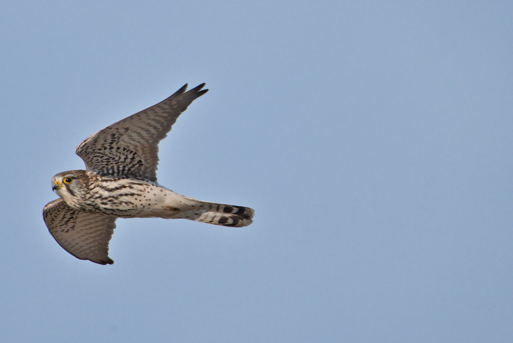 チョウゲンボウ