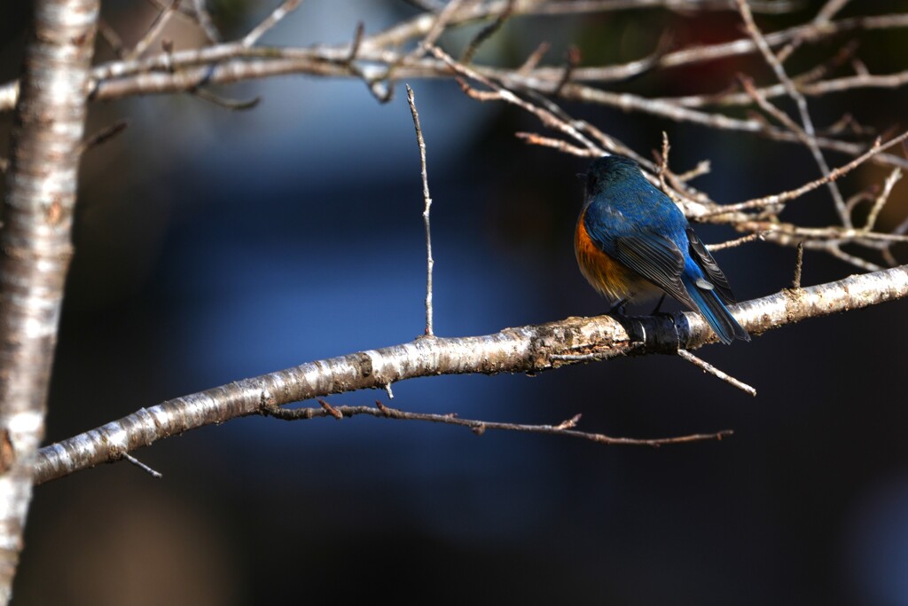 ルリビタキ　後ろ姿２