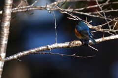 ルリビタキ　後ろ姿２