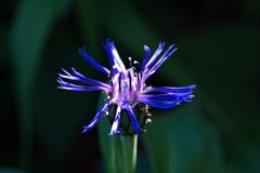 庭の青い花