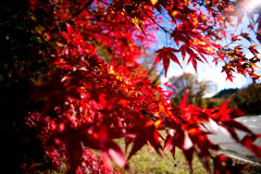 紅葉