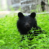ある～日、森の中、熊さんに
