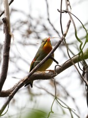 DSC03288ソウシチョウ5