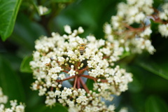 蜜蜂