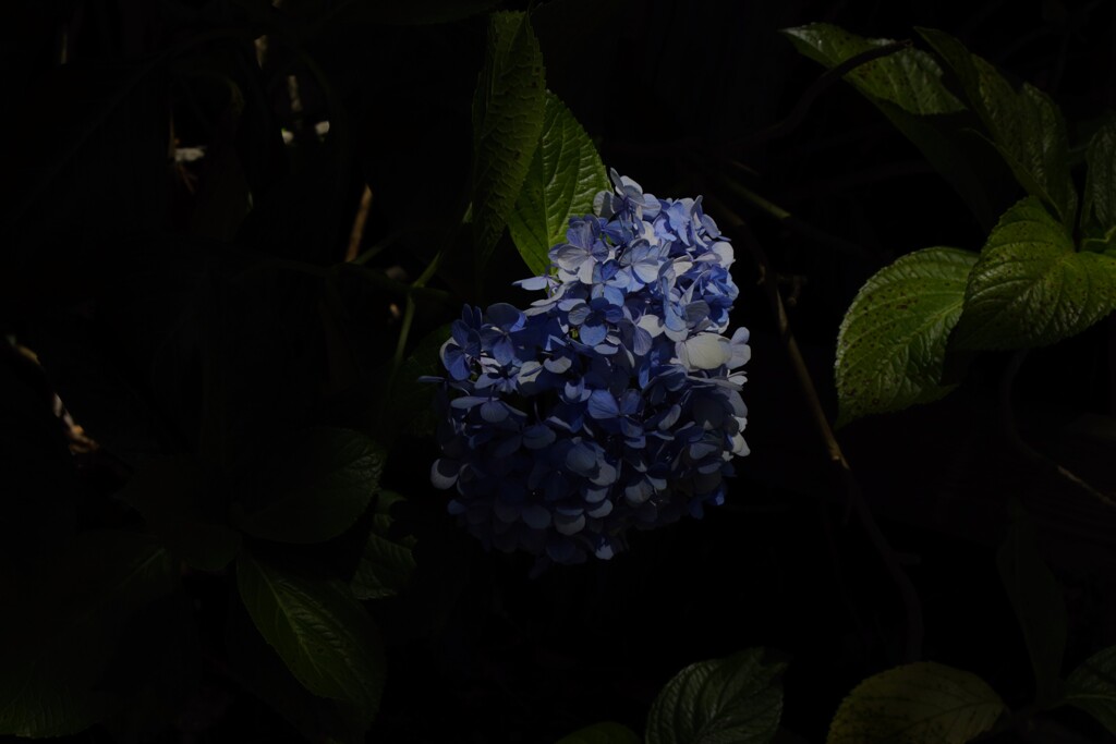 紫陽花