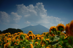 ひまわりと筑波山