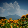 ひまわりと筑波山
