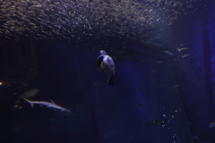 大洗水族館　ウミガメ
