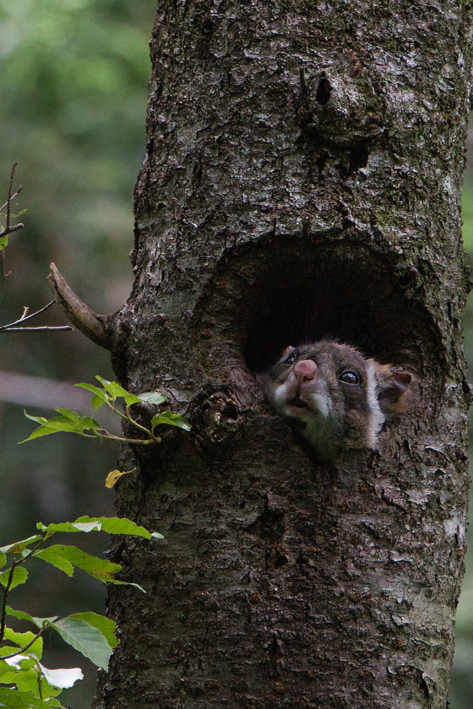 ムササビ６月アップ