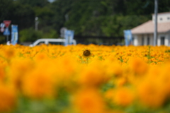 ひまわり