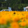 ひまわり