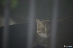 気付き(猫)